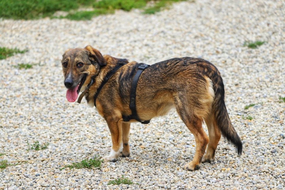 Tiny, DSH-Dackel-Mix – Gnadenhof Lorena
