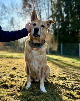 Marley – Gnadenhof Lorena
